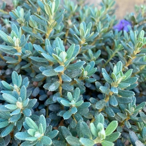 Rhododendron fastigiatum 'Blue Steel' (Pot Size 7L) - image 1