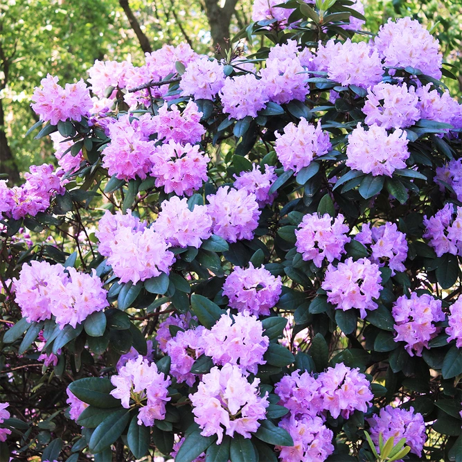 Rhododendron fastigiatum 'Blue Steel' (Pot Size 7L) - image 2