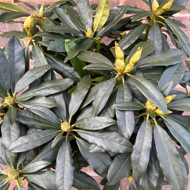 Rhododendron 'Madame Masson' (Pot Size 7.5ltr) Rhododendron - image 2