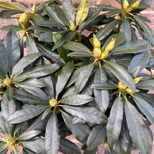 Rhododendron 'Madame Masson' (Pot Size 7.5ltr) Rhododendron - image 2