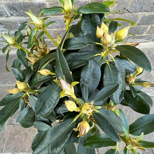 Rhododendron yakushimanum 'Percy Wiseman' (Pot Size 3ltr )