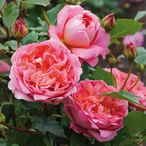 Rosa 'Boscobel' (Pot Size 6L) David Austin Roses