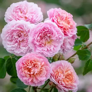 Rosa 'Eustacia Vye'  (Pot Size 6L) David Austin Roses