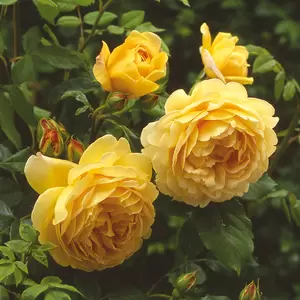 Rosa 'Golden Celebration' (Pot Size 6L) David Austin Roses