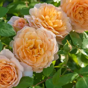 Rosa 'Grace' (Pot Size 6L) David Austin Roses