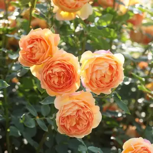 Rosa Lady of Shalott (Pot Size 6L) David Austin Roses