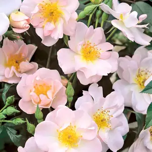 Rosa Open Arms (Pot Size 6L) David Austin Roses - image 1