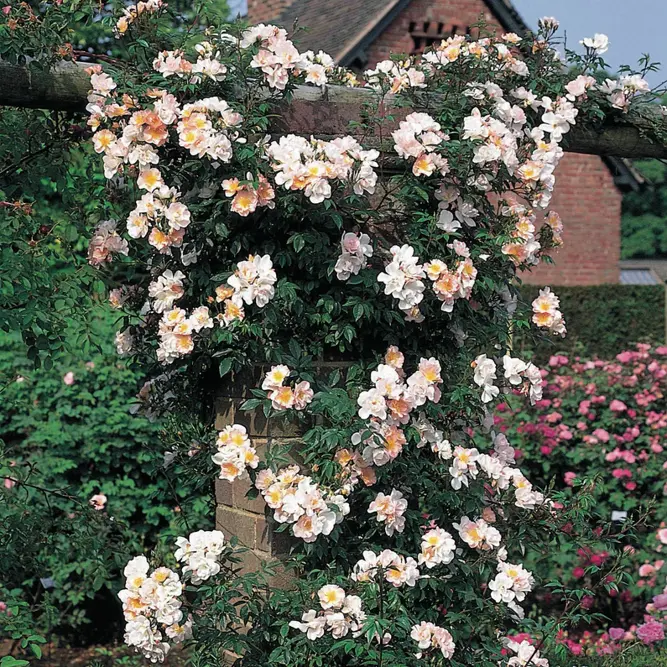 Rosa Open Arms (Pot Size 6L) David Austin Roses - image 3