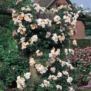 Rosa Open Arms (Pot Size 6L) David Austin Roses - image 3