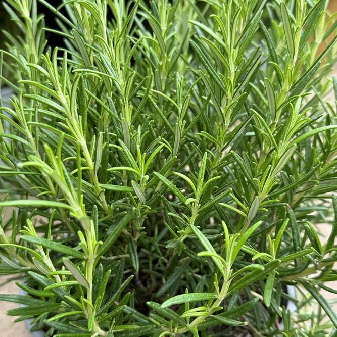 Rosemary (Pot Size 35cm) - image 1