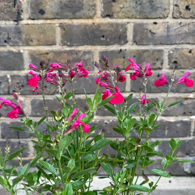 Salvia nemorosa 'Blue Marvel' - Balkan Clary - Woodland Sage