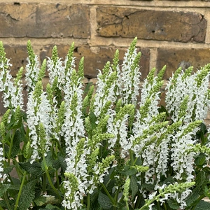 Salvia 'Lyrical White' (Pot Size 3L) Meadow Sage 'Lyrical White'