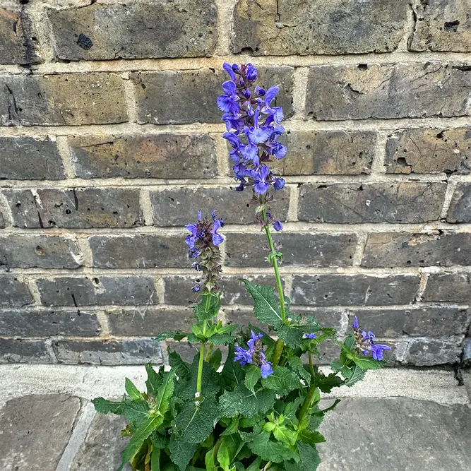Salvia nemorosa 'Ostfriesland' available at Boma Garden Centre image by Agnieszka Kwiecień, Nova