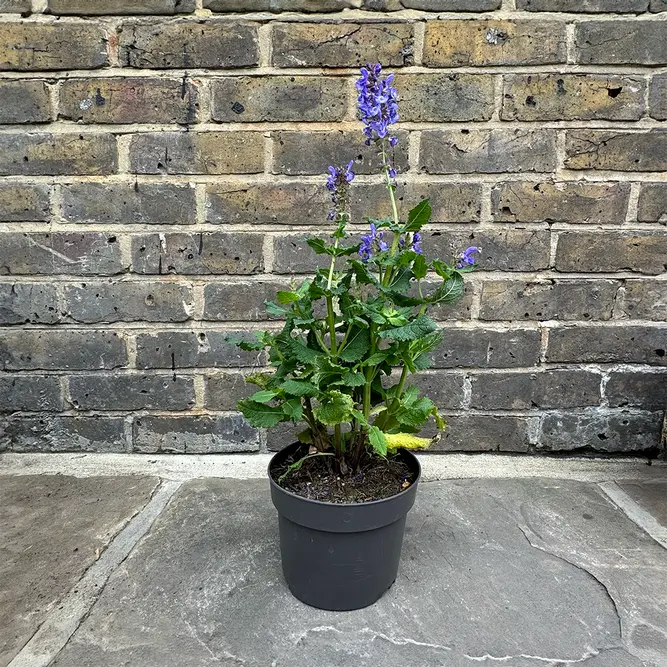 Salvia nemorosa 'Blue Marvel' (Pot Size 12cm) Salvia Blue Marvel - image 2