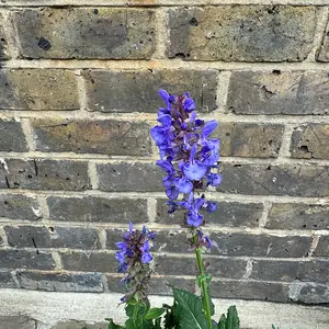 Salvia nemorosa 'Blue Marvel' (Pot Size 12cm) Salvia Blue Marvel - image 3