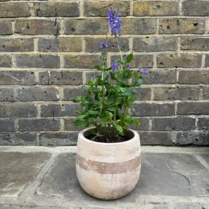 Salvia nemorosa 'Blue Marvel' (Pot Size 12cm) Salvia Blue Marvel - image 4