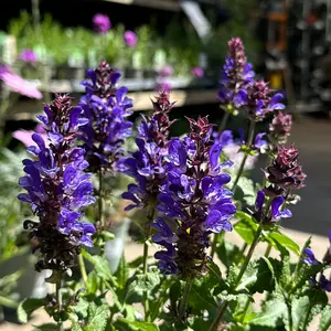 Salvia nemorosa 'Blue Marvel' (Pot Size 12cm) Salvia Blue Marvel - image 5