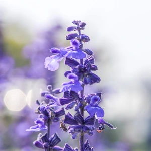 Salvia officinalis  (Pot Size 1L) - Common Sage