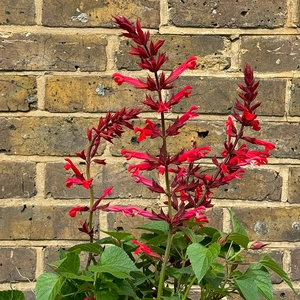 Salvia 'Roman Red' (Pot Size 3L) Roman Red Sage