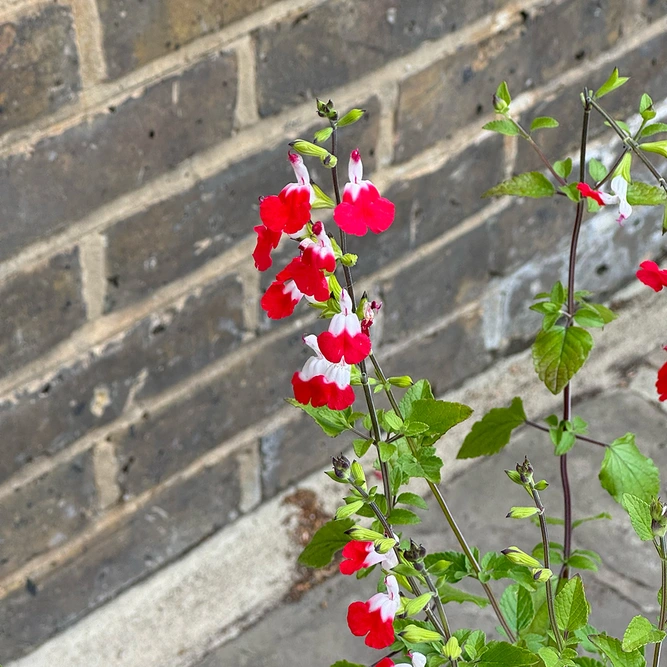 Salvia x jamensis ‘Hot Lips’ (Pot Size 3L) - image 1