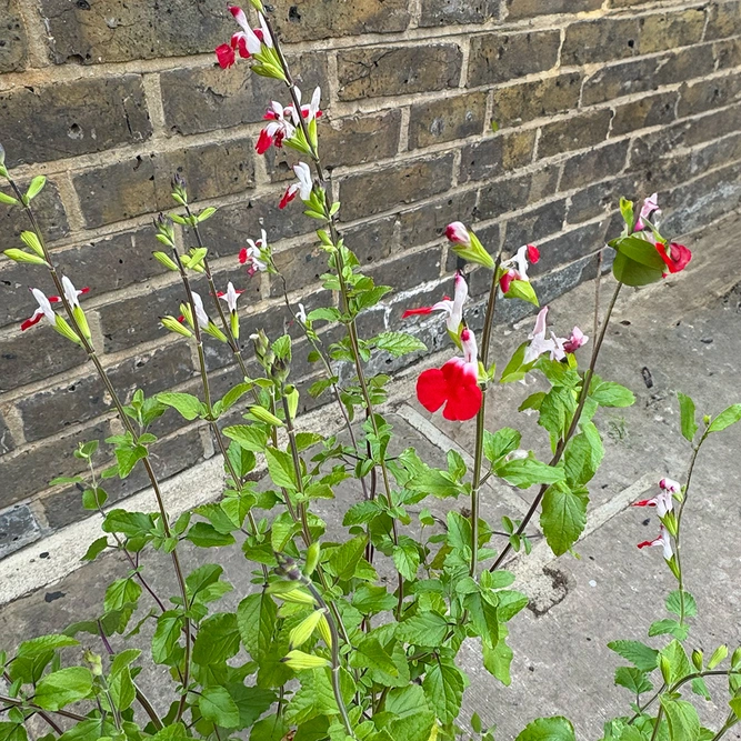 Salvia x jamensis ‘Hot Lips’ (Pot Size 3L) - image 2