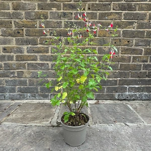 Salvia x jamensis ‘Hot Lips’ (Pot Size 3L) - image 3