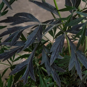 Sambucus nigra ‘Black Lace’ (Pot Size 7.5L) Black Elder - image 2