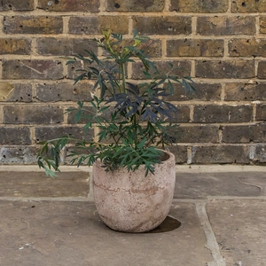 Sambucus nigra ‘Black Lace’ (Pot Size 7.5L) Black Elder - image 3