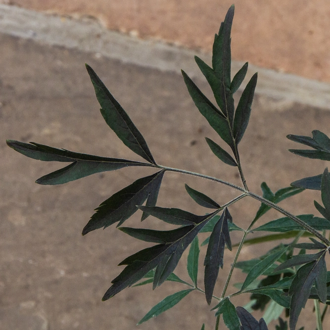 Sambucus nigra ‘Black Lace’ (Pot Size 7.5L) Black Elder - image 4