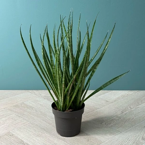 Sansevieria 'Comet Kichaka' (Pot Size 12cm) Snake Plant