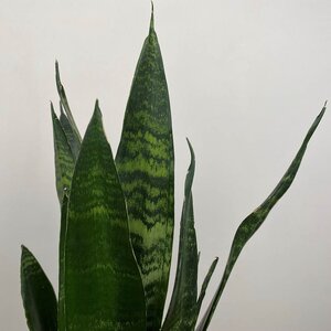 Sansevieria trifasciata 'Black Coral' (Pot Size 12cm) Snake plant / Mother-in-law's tongue