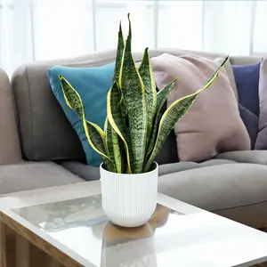 Sansevieria Trifasciata 'Futura Superba' (Pot Size 12cm)