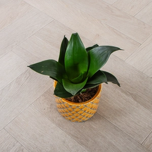 Sansevieria trifasciata 'Jade Star' (Pot Size 9cm) Snake Plant