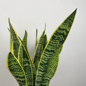 Sansevieria trifasciata var. laurentii (Pot Size 19cm) Snake plant