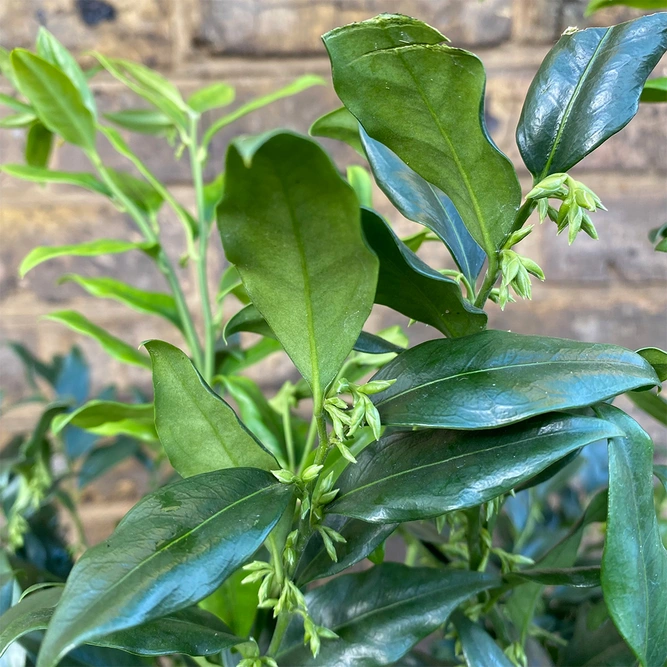 Sarcococca confusa (2L) Christmas Box - image 1