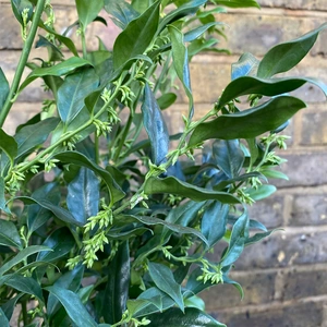 Sarcococca confusa (4.5L) Christmas Box - image 2