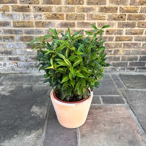 Sarcococca confusa (2L) Christmas Box - image 3