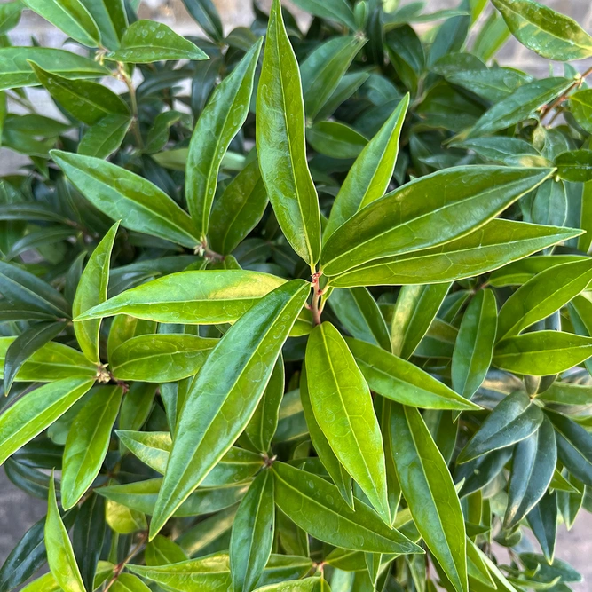 Sarcococca confusa (2L) Christmas Box - image 4