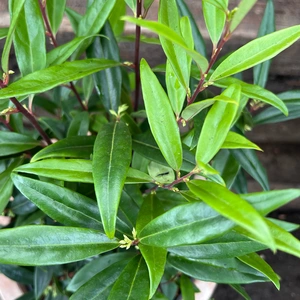Sarcococca hookeriana 'Purple Gem' (4L) - image 2