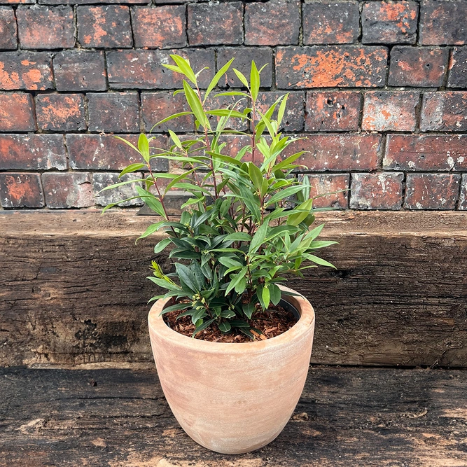 Sarcococca hookeriana 'Purple Gem' (4L) - image 3