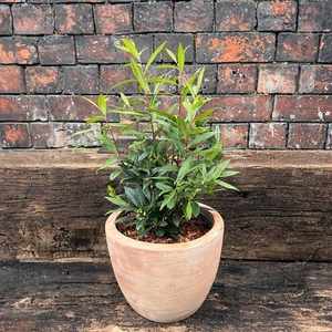 Sarcococca hookeriana 'Purple Gem' (4L) - image 3