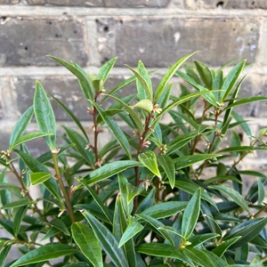 Sarcococca hookeriana var. digyna 'Purple Stem' (Pot Size 17cm)  Purple Stem Christmas Box