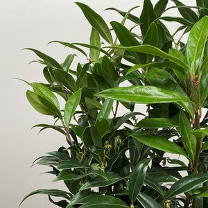 Sarcococca ruscifolia 'Dragons Gate' (Pot Size 2L) Chinese Sweet Box