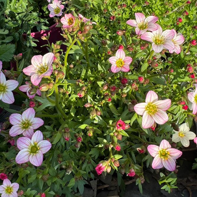 Saxifraga Touran Pink (Pot Size 2L)