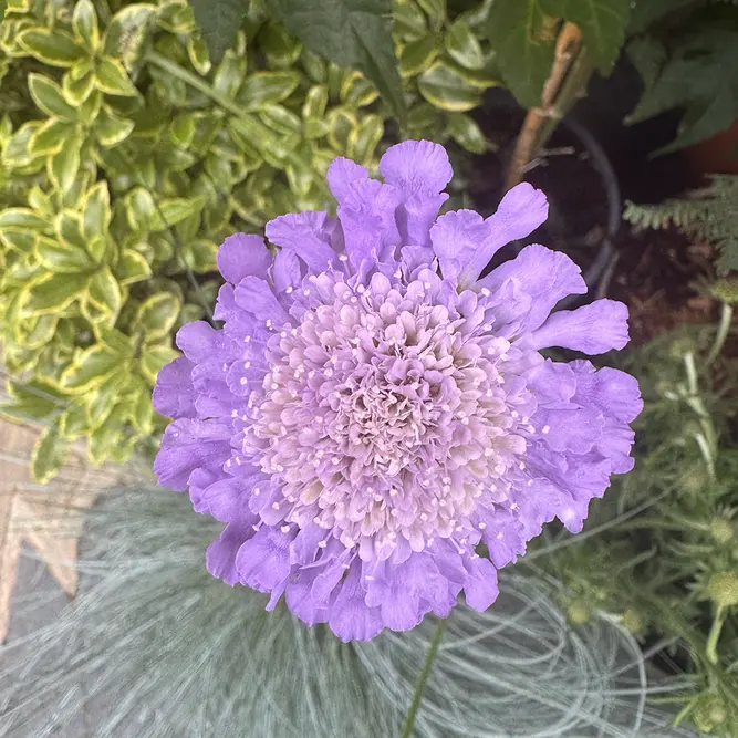 Scabiosa 'Butterfly Blue Beauty' (Pot Size 2L) Pincushion Flower - image 3