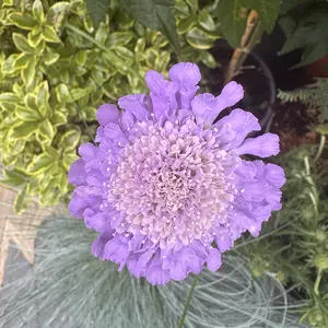 Scabiosa 'Butterfly Blue Beauty' (Pot Size 2L) Pincushion Flower - image 3