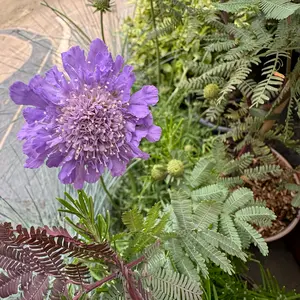 Scabiosa 'Butterfly Blue Beauty' (Pot Size 2L) Pincushion Flower - image 4