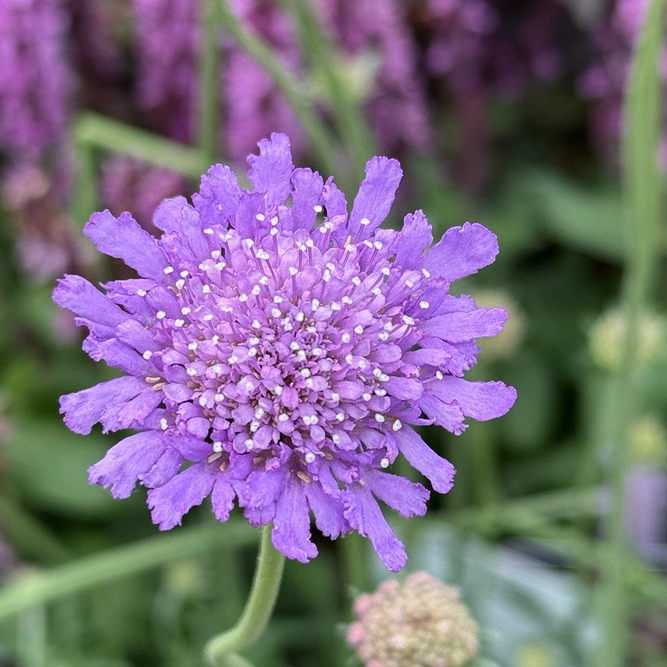 Scabiosa 'Butterfly Blue Beauty' (Pot Size 2L) Pincushion Flower - image 1