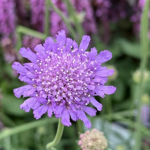 Scabiosa 'Butterfly Blue Beauty' (Pot Size 2L) Pincushion Flower - image 1