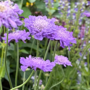 Scabiosa 'Butterfly Blue Beauty' (Pot Size 2L) Pincushion Flower - image 5